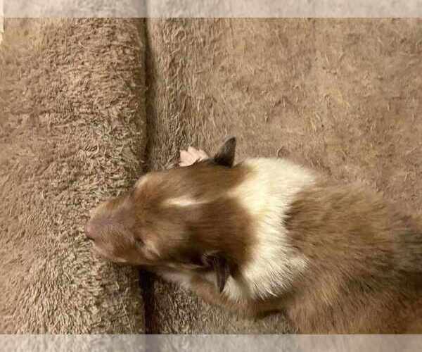 Medium Photo #23 Collie Puppy For Sale in HIGH POINT, NC, USA