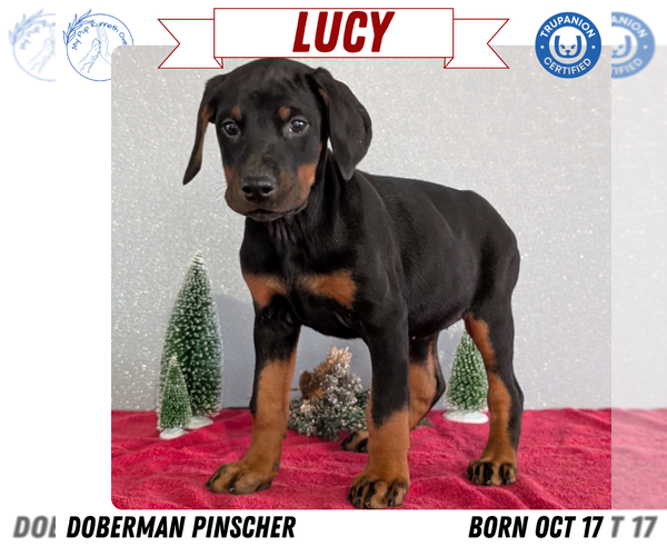 Medium Photo #76 Doberman Pinscher Puppy For Sale in GOSHEN, IN, USA