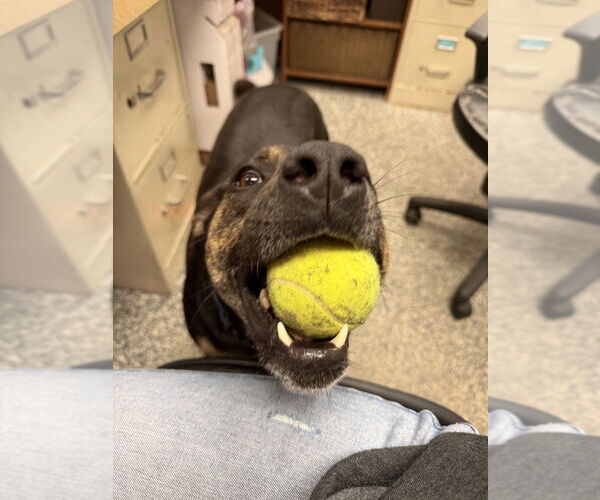 Medium Photo #9 Mutt Puppy For Sale in Bemidji, MN, USA