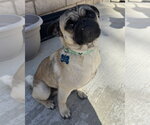 Small Photo #3 Pug-Unknown Mix Puppy For Sale in Corona, CA, USA