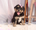 Small Photo #4 Bernedoodle Puppy For Sale in ROCKY MOUNT, VA, USA