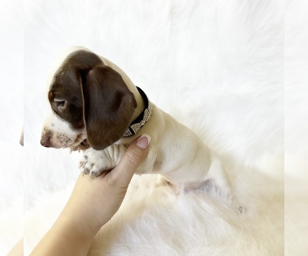 Medium Photo #9 Dachshund Puppy For Sale in DAVIS, CA, USA