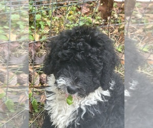 Bernedoodle Puppy for Sale in LONGS, South Carolina USA