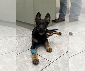 Hail - Female Shepweiller Dog for Adoption - Photo #3