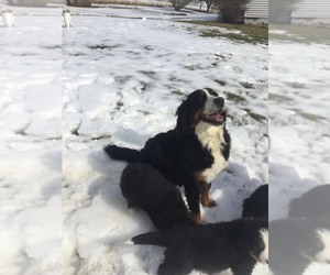 Mother of the Bernese Mountain Dog puppies born on 12/20/2021