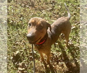 Mutt Dogs for adoption in Sparta, TN, USA