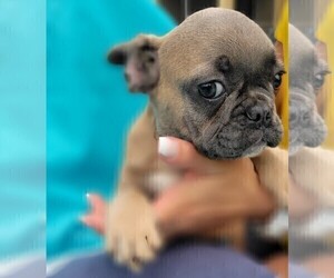 French Bulldog Puppy for sale in TAMPA, FL, USA