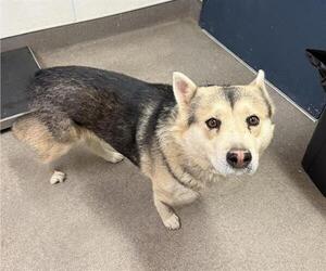 Siberian Husky-Unknown Mix Dogs for adoption in HESPERIA, CA, USA
