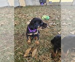 Small #11 Doberman Pinscher