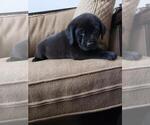 Small Photo #4 Labrador Retriever Puppy For Sale in DENVER, CO, USA