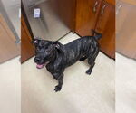 Small #2 American Pit Bull Terrier Mix
