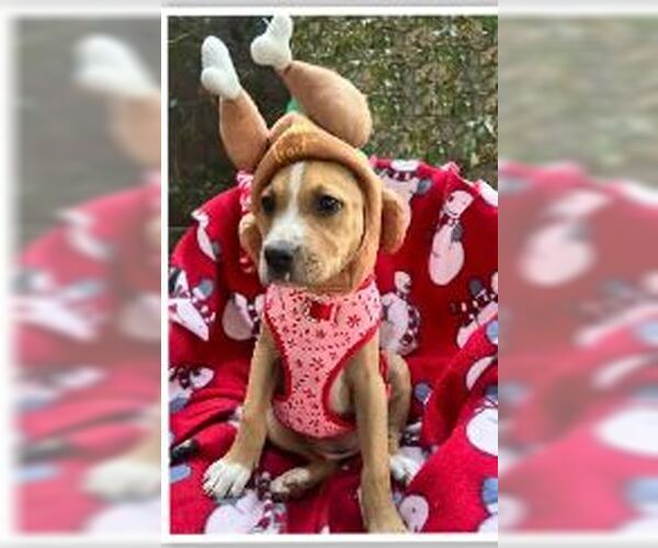 Medium Photo #3 Boxador Puppy For Sale in Missouri City, TX, USA