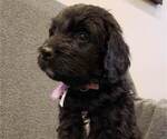 Small Photo #9 Bernedoodle Puppy For Sale in GRANTSVILLE, UT, USA