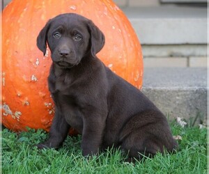 Labrador Retriever Puppy for sale in FREDERICKSBG, OH, USA