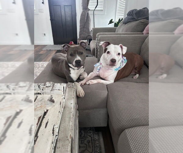 Medium Photo #6 Mutt Puppy For Sale in Cape May, NJ, USA