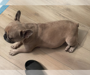 Mother of the French Bulldog puppies born on 05/16/2025