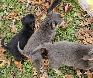 English Shepherd Puppy for sale in UPTON, KY, USA