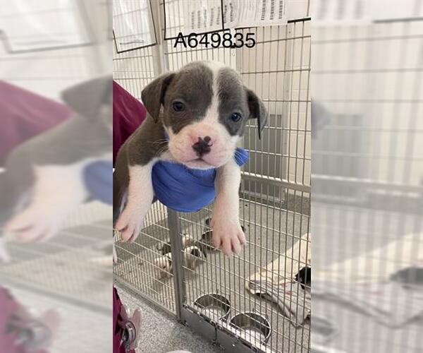 Medium Photo #3 Mutt Puppy For Sale in Houston, TX, USA