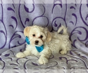 Havanese-Poodle (Toy) Mix Puppy for sale in LANCASTER, PA, USA
