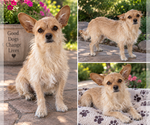 Mama Ginger - Female Mutt Dog for Adoption - Small photo