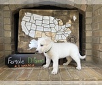 Puppy D Green female German Shepherd Dog