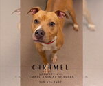 Small Photo #2 Mutt Puppy For Sale in La Porte, IN, USA