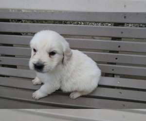 English Cream Golden Retriever Puppy for sale in ANN ARBOR, MI, USA