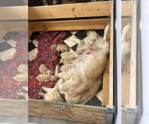 Mother of the Golden Retriever puppies born on 08/31/2022