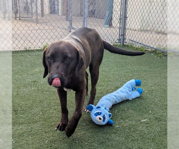 Medium Photo #2 Labrador Retriever-Unknown Mix Puppy For Sale in Texas City, TX, USA