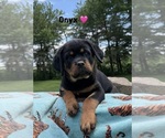 Small #5 Rottweiler