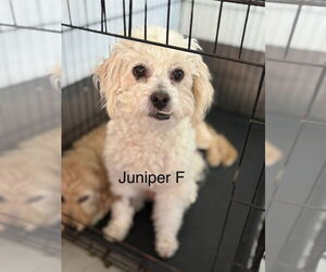 Poodle (Miniature) Dogs for adoption in Studio City, CA, USA