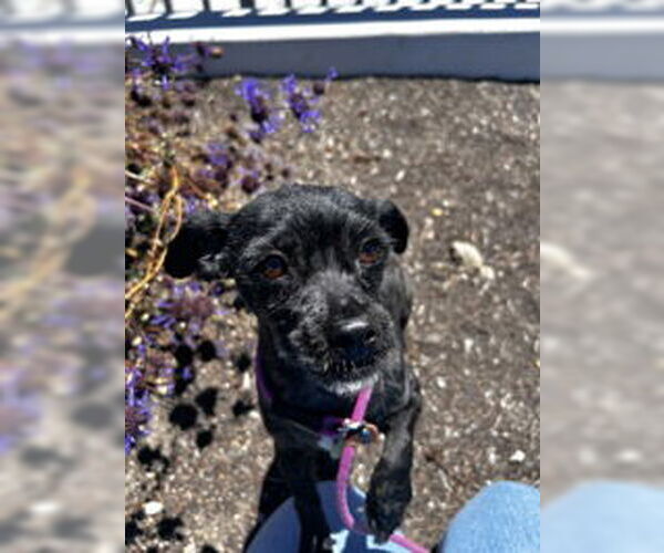 Medium Photo #1 Mutt Puppy For Sale in Salinas, CA, USA
