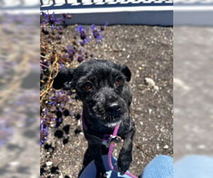 Mutt Dogs for adoption in Salinas, CA, USA