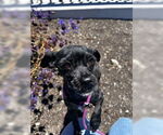Small Mutt