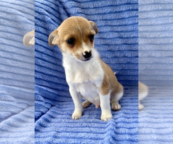 Medium Photo #5 Chihuahua Puppy For Sale in FAIR HAVEN, MI, USA