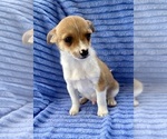 Small #4 Chihuahua