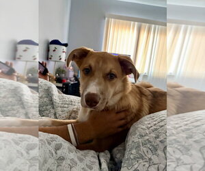 Australian Shepherd-Unknown Mix Dogs for adoption in Dana Point, CA, USA