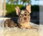 Small Photo #3 French Bulldog Puppy For Sale in HILLSBORO BCH, FL, USA