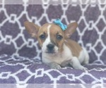 Small #3 French Bulldog-Jack Russell Terrier Mix