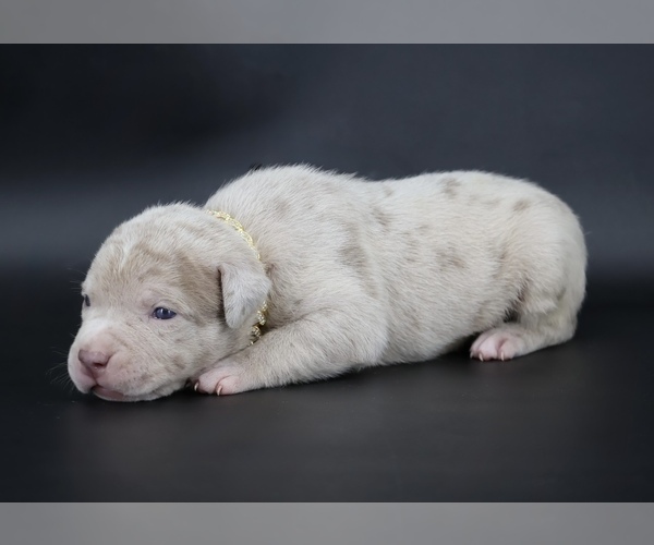 Medium Photo #1 American Bully Puppy For Sale in CHAMPAIGN, IL, USA