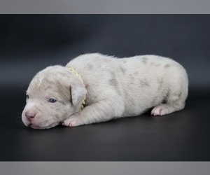 American Bully Puppy for sale in CHAMPAIGN, IL, USA