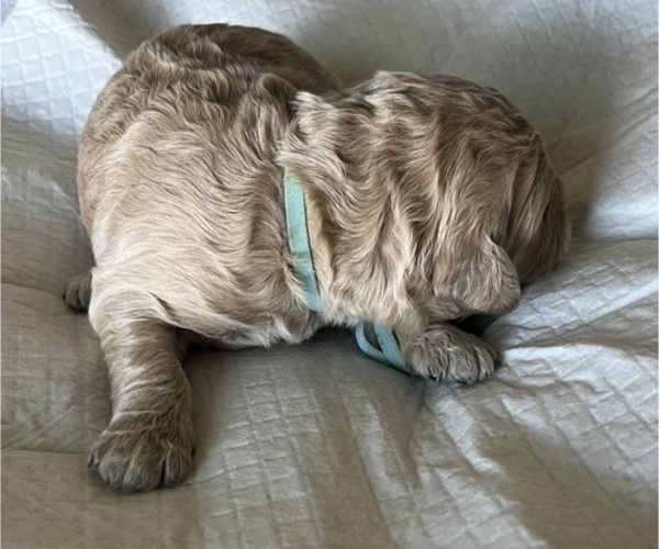 Medium Photo #7 Goldendoodle Puppy For Sale in PHOENIX, AZ, USA