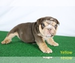 Small Photo #2 Bulldog Puppy For Sale in BOSWELL, IN, USA