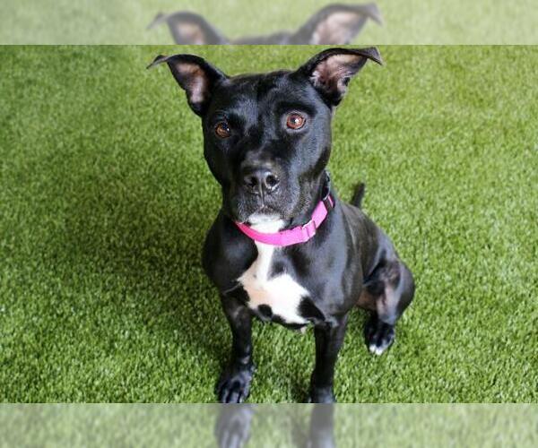 Medium Photo #1 Labrador Retriever-Unknown Mix Puppy For Sale in West Palm Beach, FL, USA