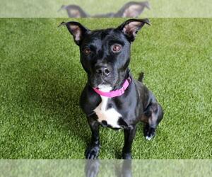 Labrador Retriever-Unknown Mix Dogs for adoption in West Palm Beach, FL, USA