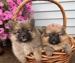 Small #10 Pomeranian