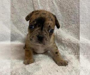 French Bulldog Puppy for sale in JOHNS ISLAND, SC, USA