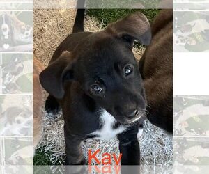 Border Collie-Unknown Mix Dogs for adoption in Turlock, CA, USA