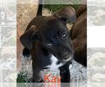 Small Border Collie Mix