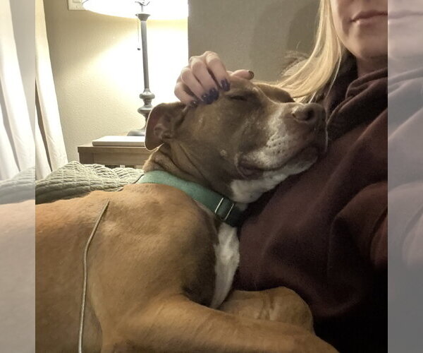 Medium Photo #9 Mutt Puppy For Sale in Fargo, ND, USA